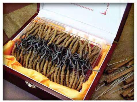 雨花台冬虫夏草回收